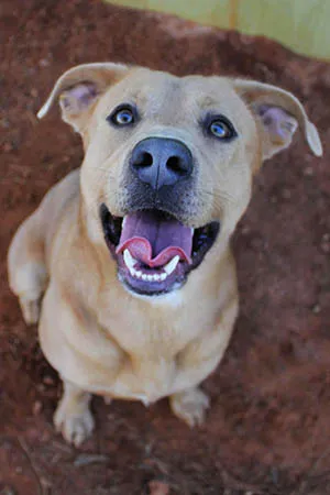 A tan, blue-eyed pup sitting in the red Tennessee clay
