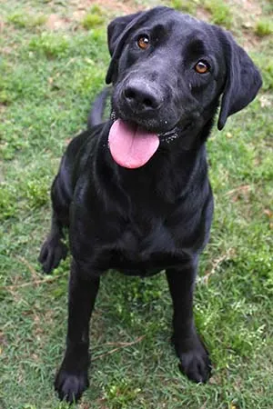 A glossy black Labrador sitting in the grass