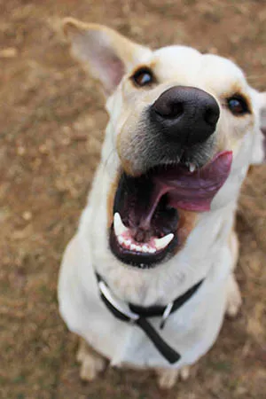 A grinning white shepherd mid-zoomies