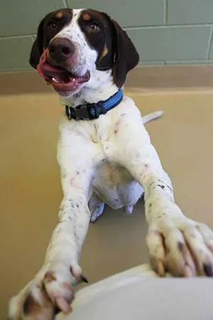 A brown-and-white pointer with a blue collar saying hello