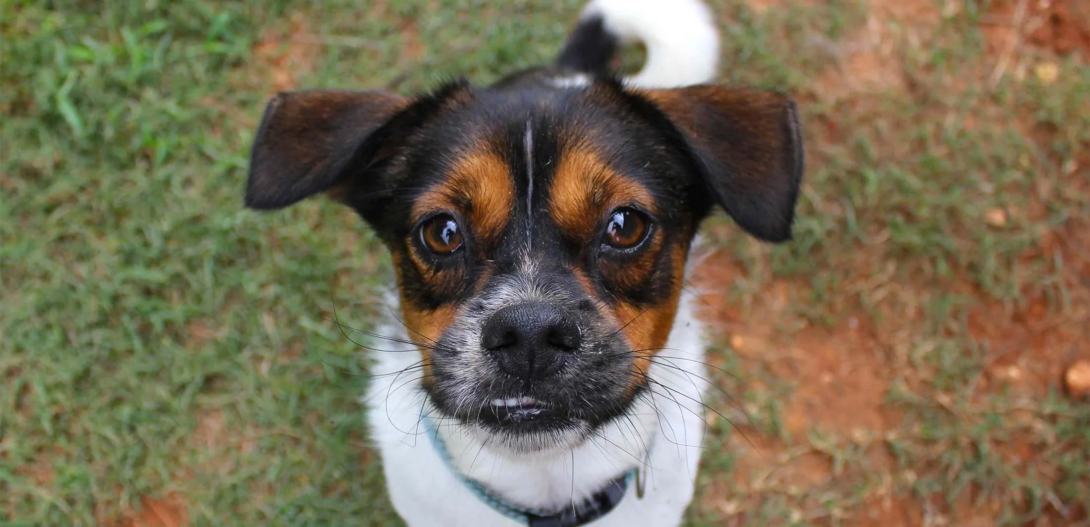 A wide-eyed tri-color terrier looking up