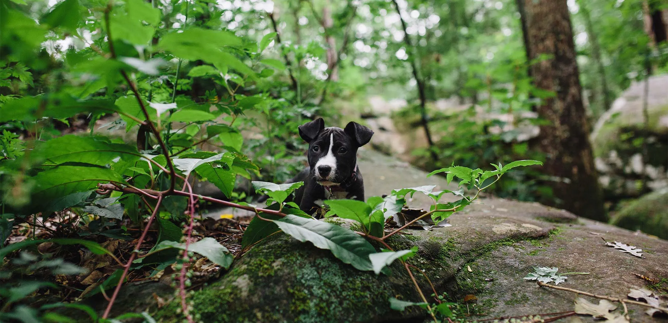 Pet Taxi with Happy Hound Pet Sitting in Chattanooga